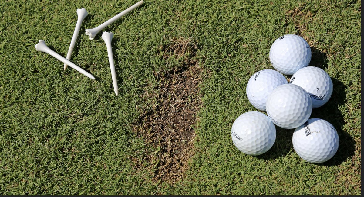 .@USGA : Hybrid bermudagrasses (Tahoma 31!) heal TWICE AS FAST as creeping bentgrass in transition zone divot recovery tests! Tahoma31.com usga.org/content/usga/h… #warmseasongrass #TurfTwitter #TurfLife #turfgrassresearch #Tahoma31 #USGAGreenSection #turf #golf