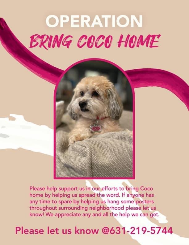 torres_albano's tweet photo. A family in our neighborhood is missing their dog Coco. It is believed that someone may be taking care of her and not knowing how desperately her family is searching for her. #bringcocohome https://t.co/nDKXHw1Skb