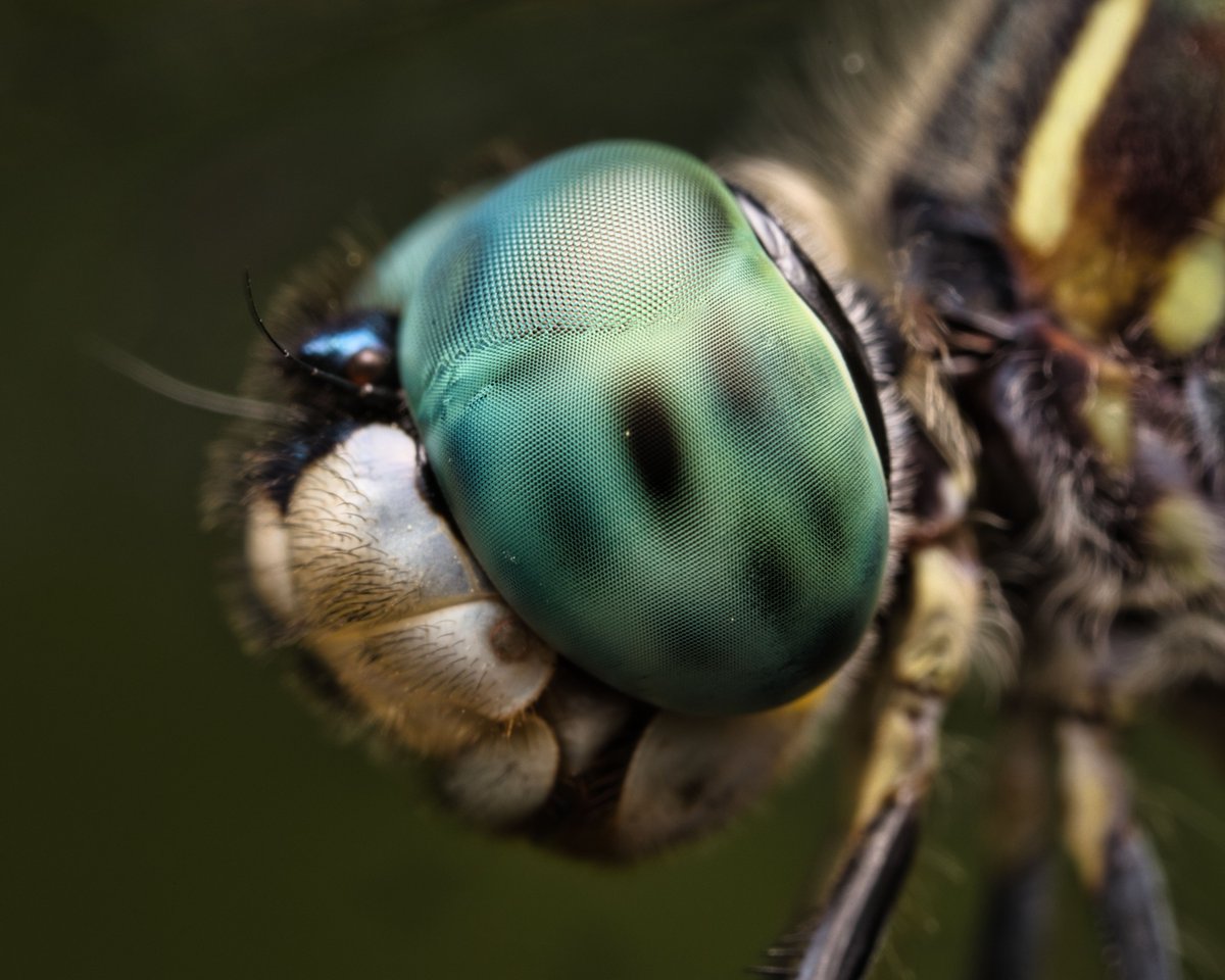JohnReedPavan's tweet photo. Portrait of a blue dasher (Pachydiplax longipennis). Central Park in early August.
#closeup #portrait #compoundeye #bluedasher #PachydiplaxLongipennis #flies #dragonfly #nature #wildlife #centralpark #nycparks #macro #ultramacro #venusoptics #luminarneo #canonphotography https://t.co/VgxTUDL9VX