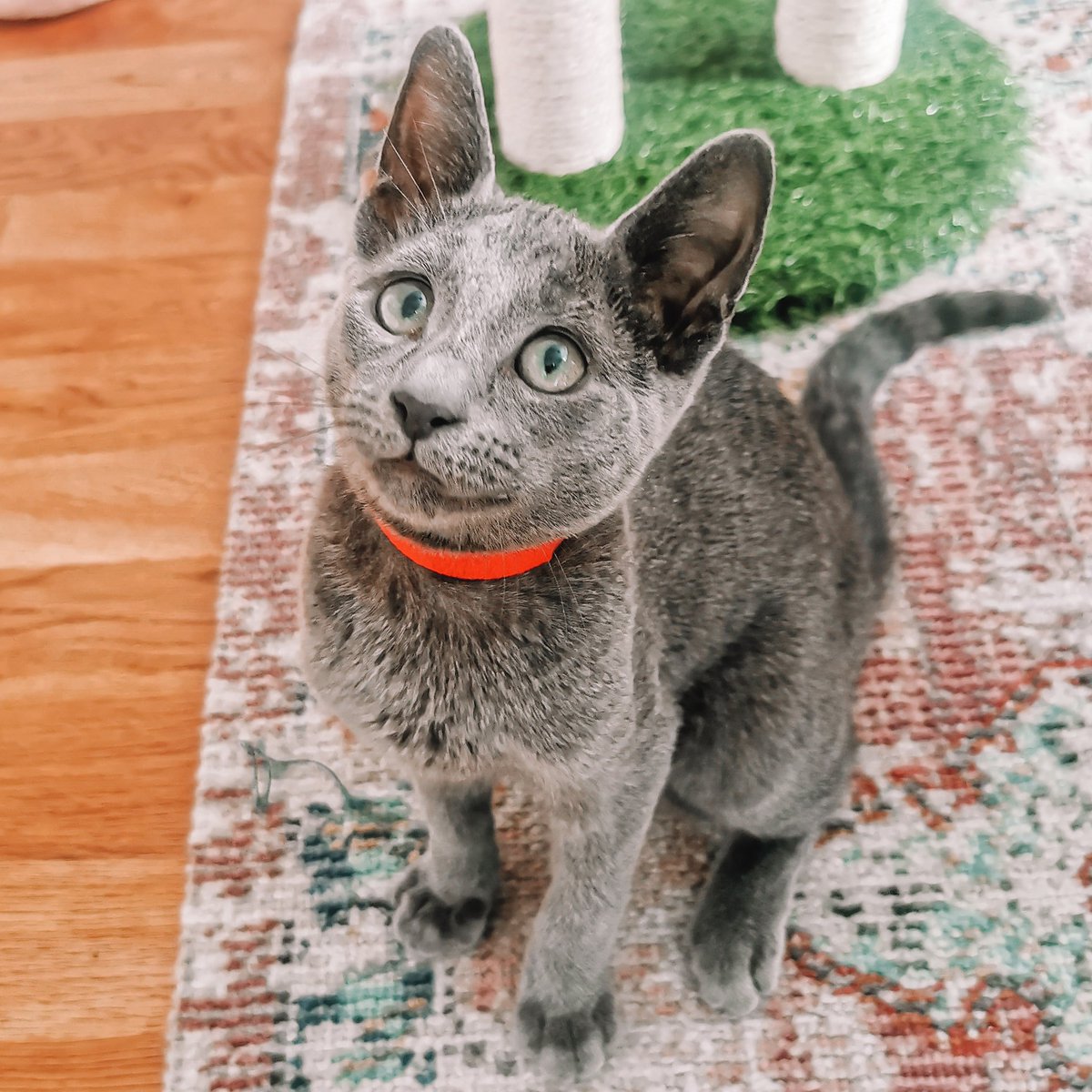 intoicyblues's tweet photo. A couple new additions to our clan 😍 https://t.co/NvagVylHxG