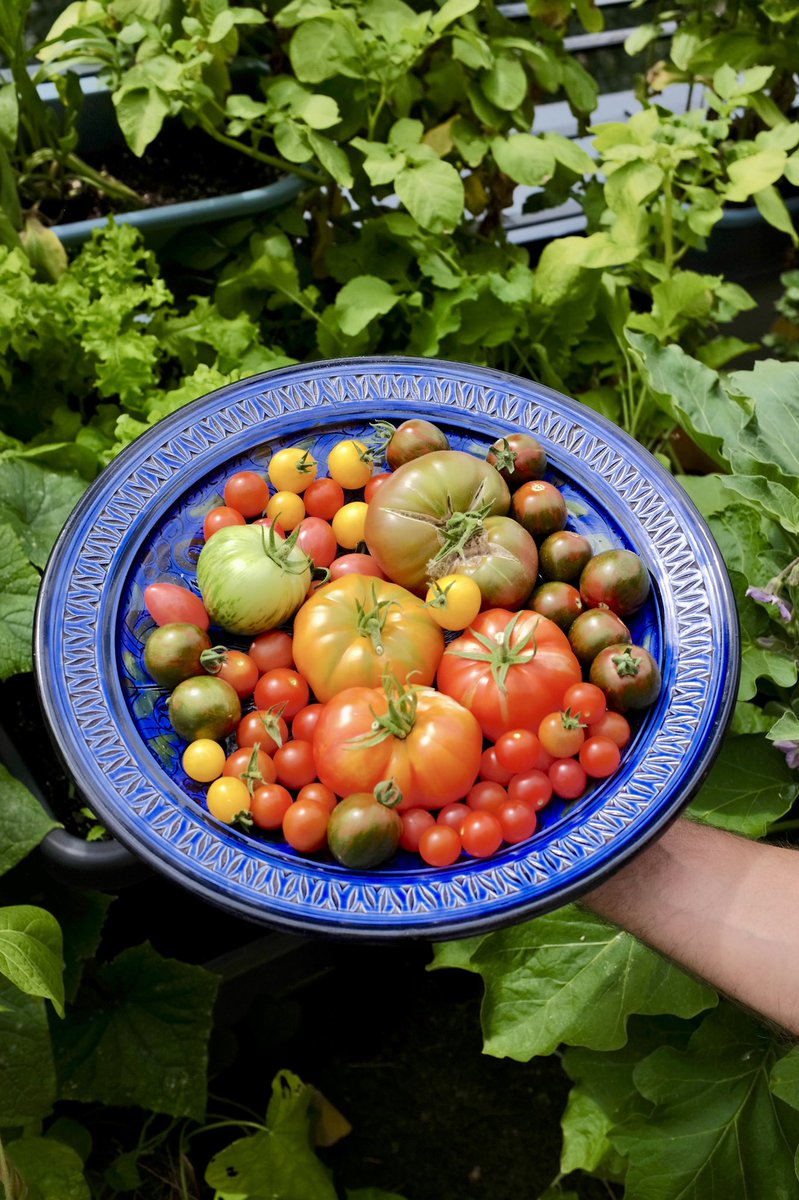 FrenchieGarden's tweet photo. Long time no see! Was busy on the balcony garden. Sharing with you some of my recent beautiful balcony harvests. Green Love! 🤗💚 #GardenersWorld #GardeningTwitter #Balcony https://t.co/wKd6ZYud9D