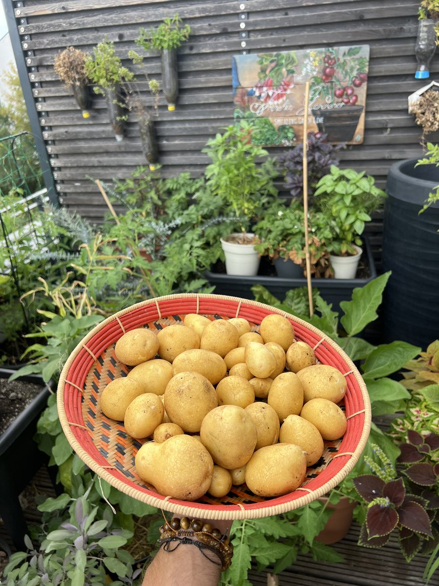 FrenchieGarden's tweet photo. Long time no see! Was busy on the balcony garden. Sharing with you some of my recent beautiful balcony harvests. Green Love! 🤗💚 #GardenersWorld #GardeningTwitter #Balcony https://t.co/wKd6ZYud9D