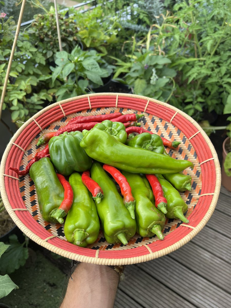 FrenchieGarden's tweet photo. Long time no see! Was busy on the balcony garden. Sharing with you some of my recent beautiful balcony harvests. Green Love! 🤗💚 #GardenersWorld #GardeningTwitter #Balcony https://t.co/wKd6ZYud9D