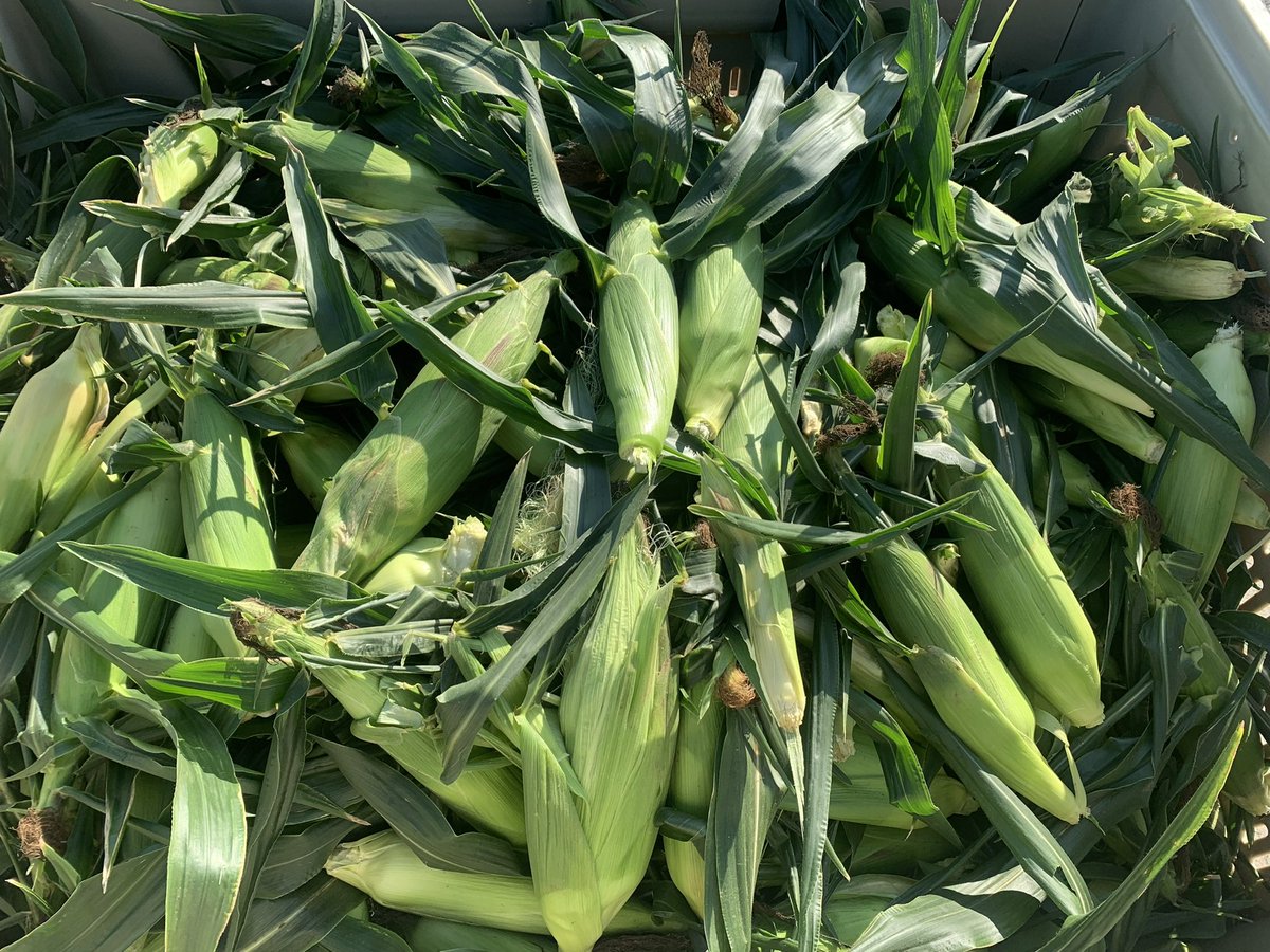 Our fresh corn has started! Available in our market today!