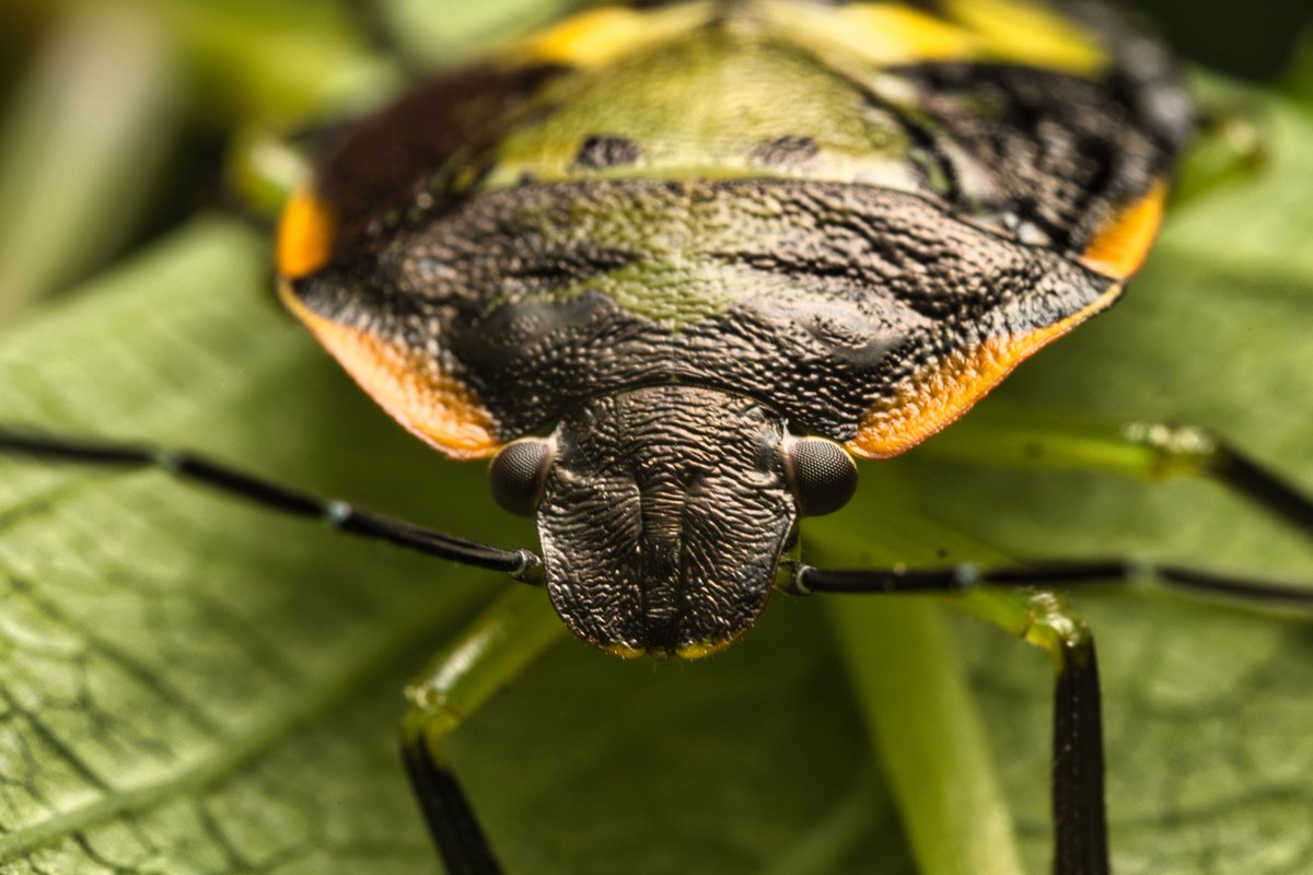 JohnReedPavan's tweet photo. A green stink bug nymph (Chinavia hilaris) in the North Woods from early August.

#ChinaviaHilaris #greenstinkbug #greeensoldierbug #stinkbug #nymph #bugs #truebugs #insects #macro #ultramacro #luminarneo #venusoptics #canonphotography #northwoods #nycparks #centralpark https://t.co/scBDEQBYIe