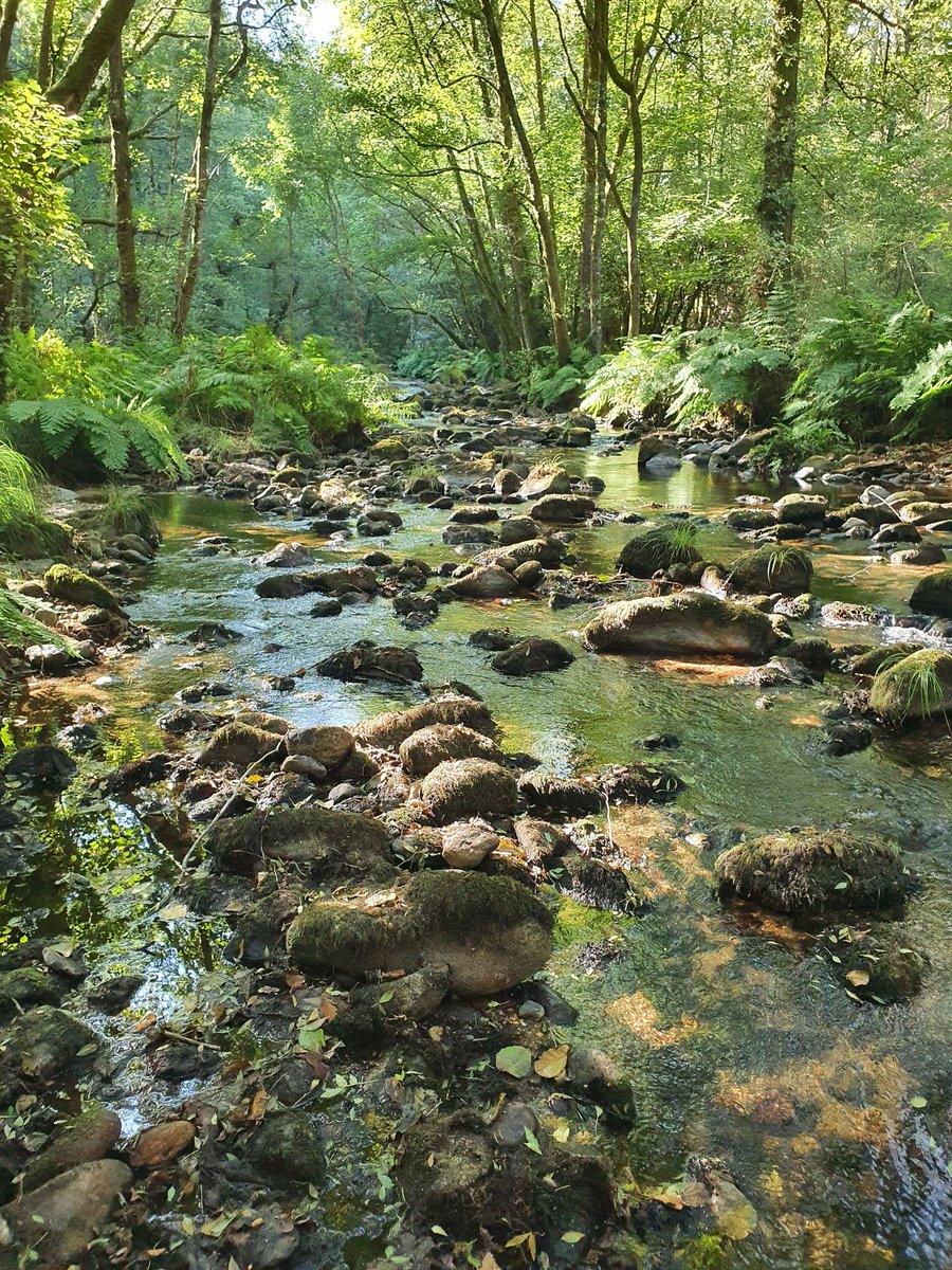 La niña del Pueblo tweet media