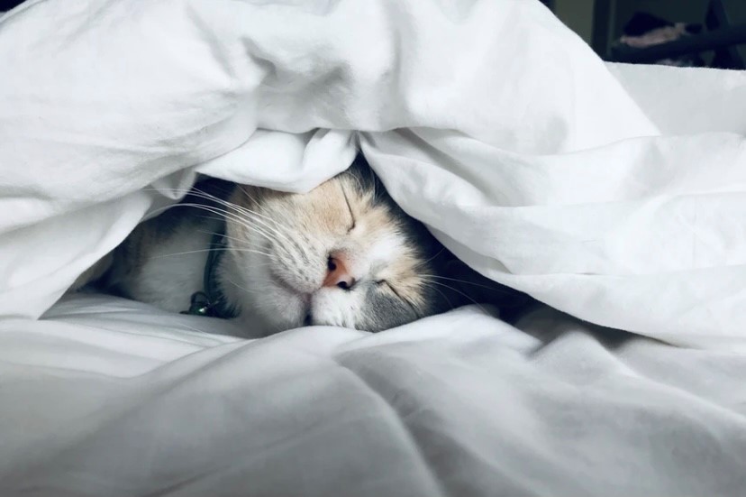 EssiJuvakka's tweet photo. Arvostatko untasi kuin se olisi kalleinta, mitä sinulla on? Pidätkö riittävästi huolta unestasi? #hyvinvointi #työhyvinvointi #pahoinvointi #työpahoinvointi #suorittaminen #palautumien #rentoutuminen #multitasking #multipasking #uni #nukkuminen #lepo #aivot #vapaaaika #jaksaminen https://t.co/k8TNM2VrLu