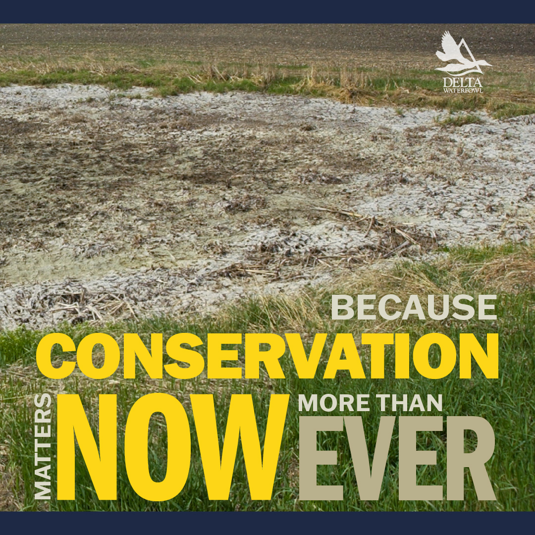 DeltaWaterfowl's tweet photo. Habitat Conservation is one of the 4 pillars of @DeltaWaterfowl! #DuckHunters give more money to ducks & conservation efforts built around them. Without your help, we can't make a #MillionDucks or save their spaces in our world. ๐ #WildlifeConservation https://t.co/dufmDkcvYk https://t.co/v7aOPIBgA5