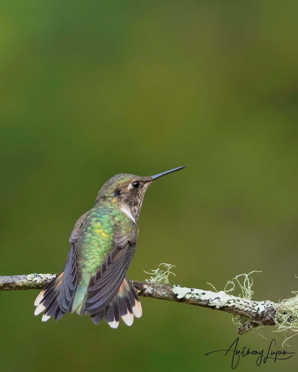 anthonylujan's tweet photo. Tail feathers out little Volcano hummingbird
Costa Rica
#hummingbird #hummingbirds #hummingbirdsofinstagram #hummingbirdsofcostarica #hummingbirdlover #hummingbirdphotography #hummingbirdfly #hummingbirdgarden #hummingbirdart #hummingbirdfeeders #hummingbirdphoto #anthony... https://t.co/gJASd543JO