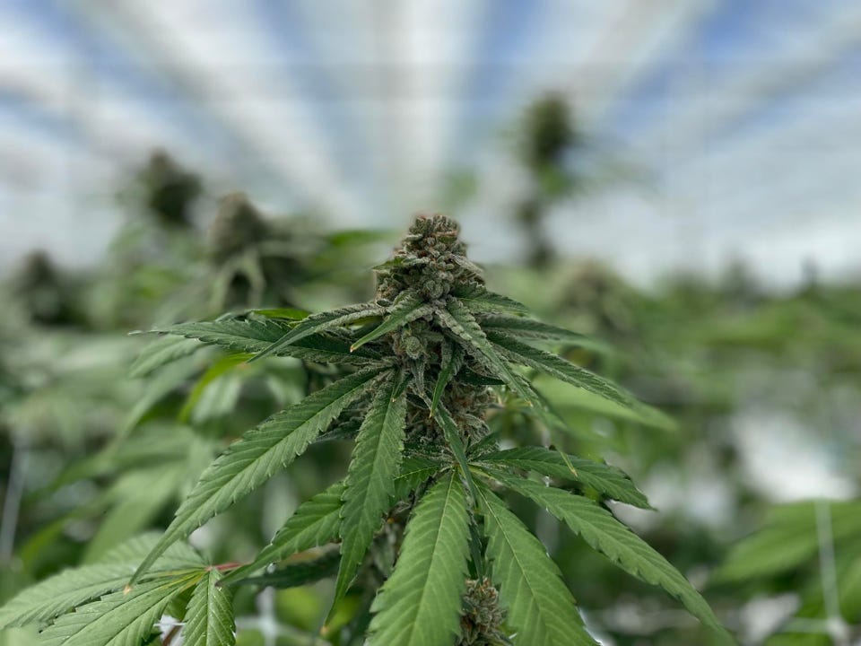 Forbes's tweet photo. Half Of Americans Think Cannabis Has A Negative Effect On Society https://t.co/RD8hvgJCwZ by @WillYakowicz https://t.co/GrCcik0HLU