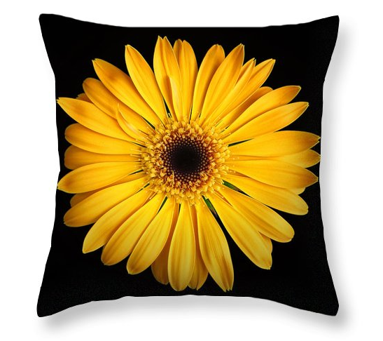 Throw Pillow of the Day - "Nancy's Gerbera Daisy."
Shopping Link... bill.pixels.com/featured/nancy…