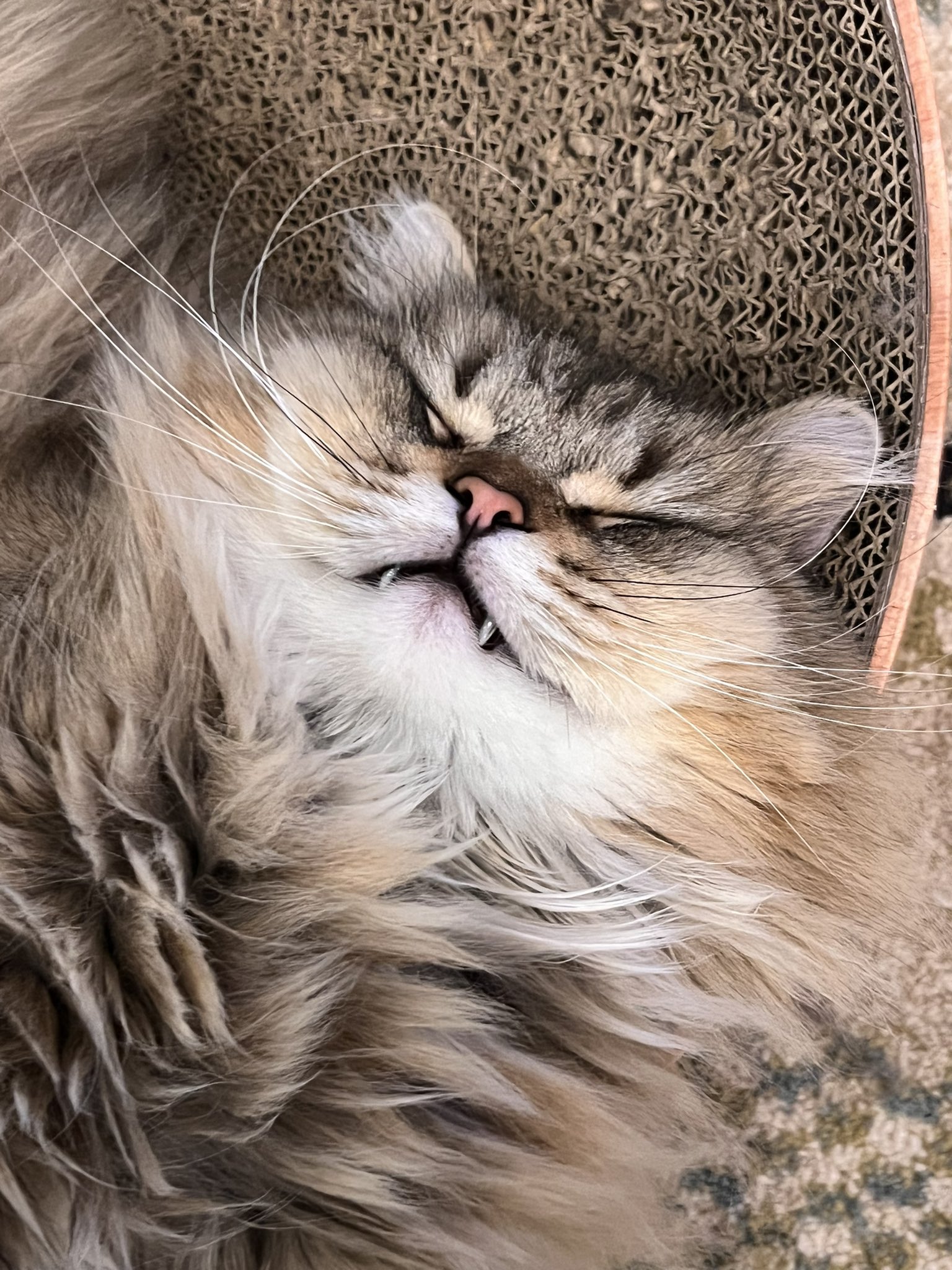 メインクーンとラガマフィン Meiponnyan Twitter