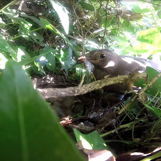Pardon, een vissende merel? Komt dat vaker voor? Help mee met het beantwoorden van die vraag: sovon.nl/actueel/nieuws… #jaarvandemerel