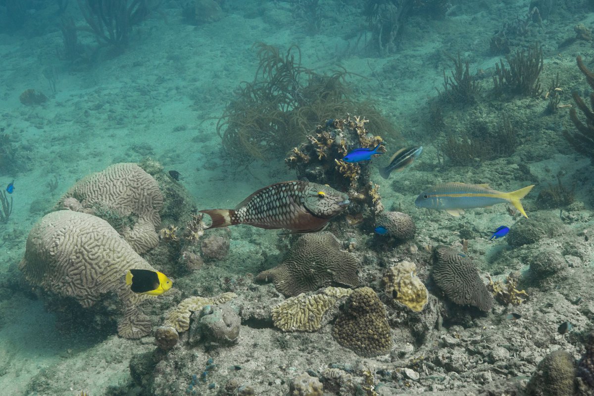 We illustrate how #eDNA metabarcoding coupled with functional and phylogenetic diversity metrics can inform about #reef status and serve the management of coastal habitats under increasing threat from global changes onlinelibrary.wiley.com/doi/10.1002/ec…