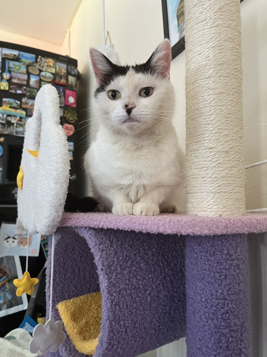 daisycat581yah1's tweet photo. Happy Tuesday 😻 I’m on my cattree from @happyandpolly use code TOMMY10 for yours #CatsOfTwitter #TabbyTroop #catsofinstagram #cattree #cattrees #happyandpolly https://t.co/fBxzYvf8rB