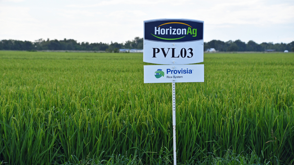 AgWriterVLBoyd's tweet photo. #Provisia Working Group meets to address weedy rice outcrossing. Group develops best management practices to slow issue with ACC-ase herbicides https://t.co/bCbsiamFzS @LSUAgCenter @HorizonAgRice #BASF https://t.co/5bnJLGQysn