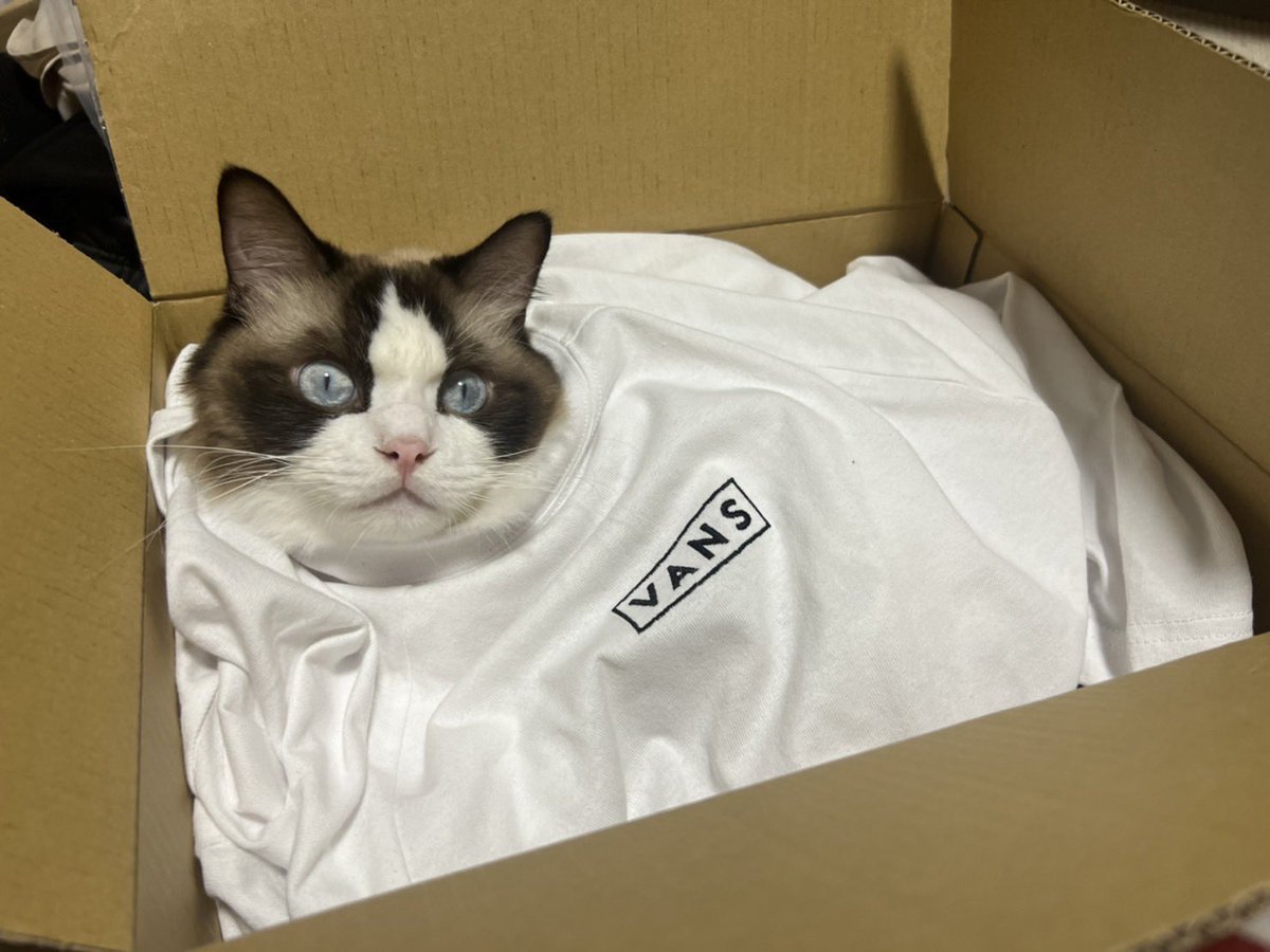 smore_rag_cat's tweet photo. VANS CAT https://t.co/1D4j1ZmWIp