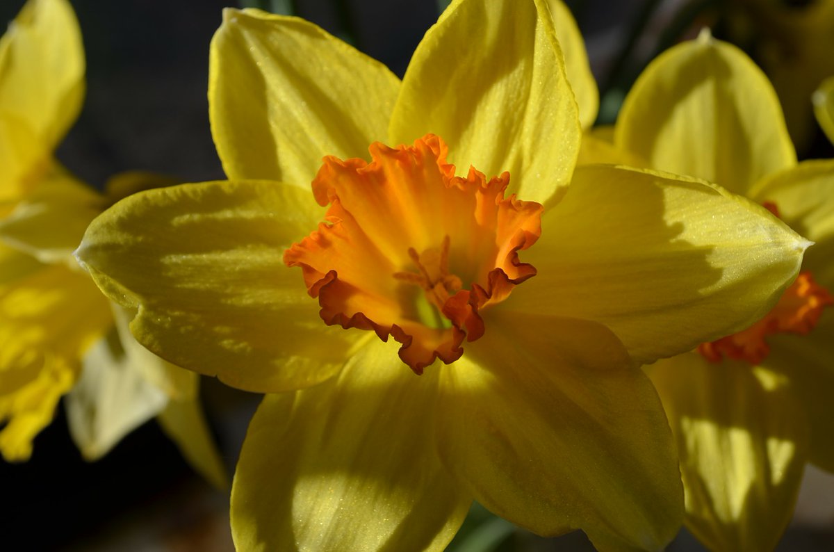 World Daffodil Day

…icflowersbeautifulblooms.blogspot.com/2022/08/world-…

#WorldDaffodilDay

#DaffodilDay

#FantasticFlowers

#BeautifulBlooms

Fantastic Flowers

Beautiful Blooms

Flower