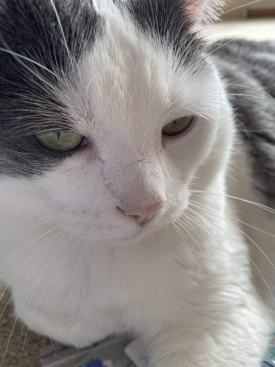 Mr Jerry; aka:Gerald Fitzpatrick                LOVE my cat! ❤️ #cats #catsoftwitter #CatsOfTwitter
