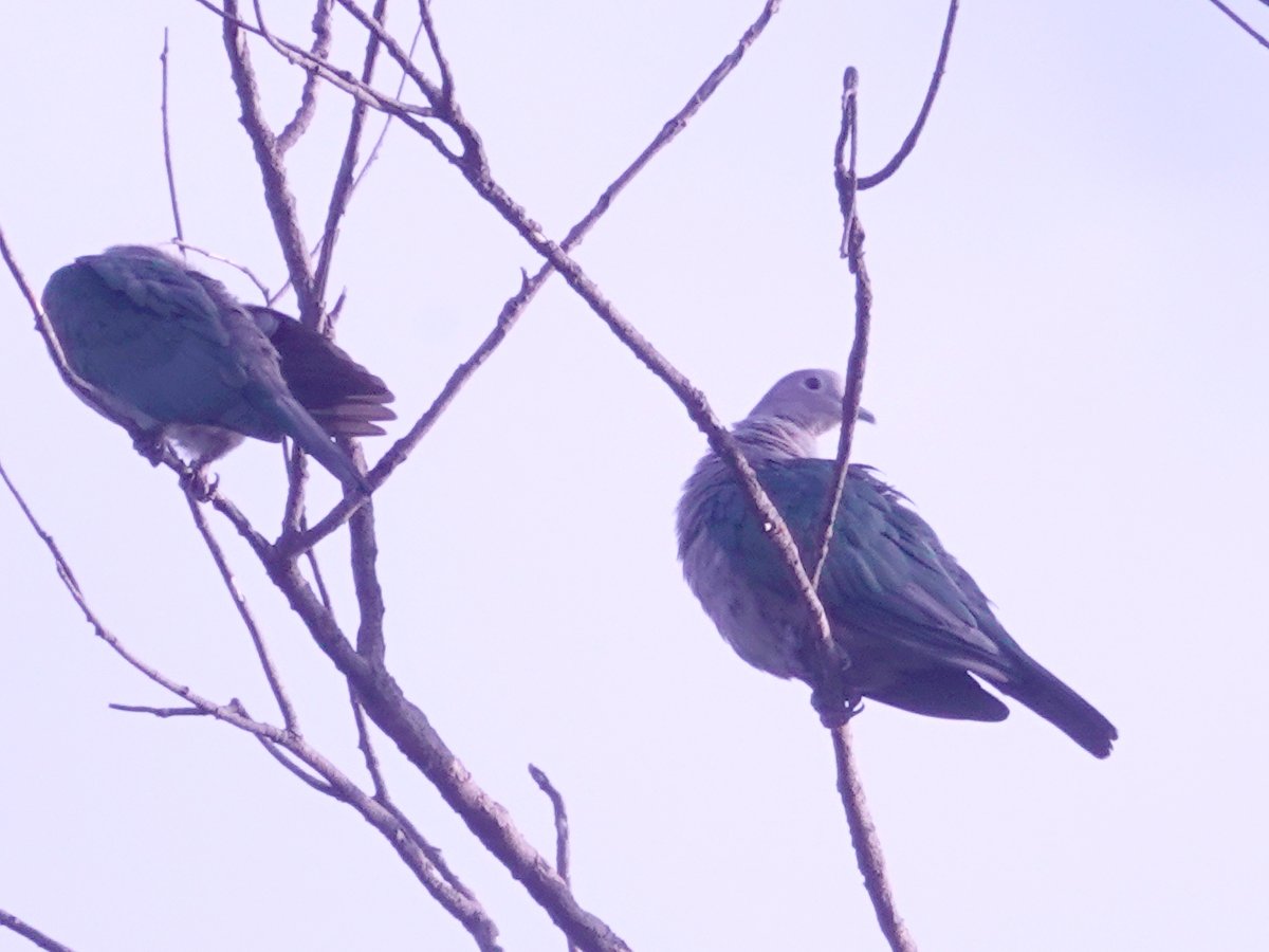 HongLeeTan559's tweet photo. Green Imperial Pigeon Ducula aenea #BirdsSeenIn2022 #Malaysia @DrAmarMOH https://t.co/Ed2Rs7bsEj