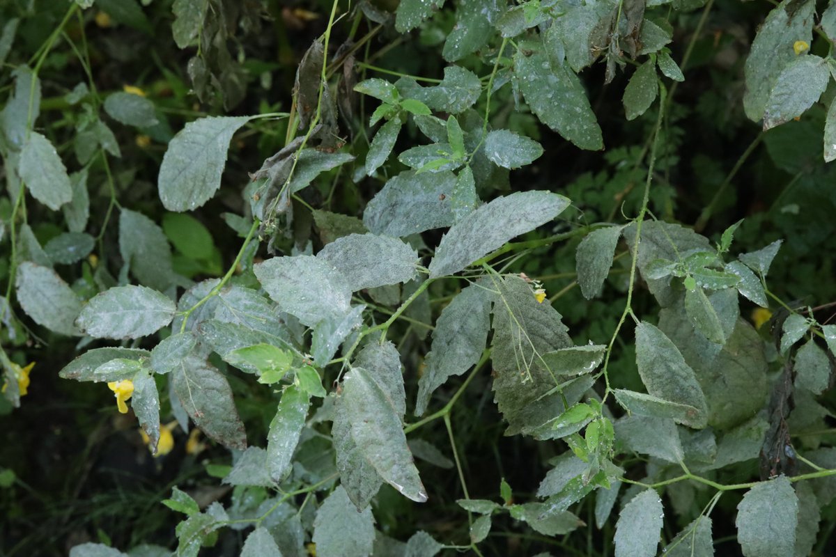 RPilze's tweet photo. Podosphaera balsaminae ex Impatiens noli-tangere
#Impatiensnolitangere #GroßesSpringkraut #touchmenotbalsam #Balsaminedesbois #Podosphaerabalsaminae #Podosphaera #EchterMehltau #PowderyMildew #mushroom #mushrooms #fungus #fungi #pilz #pilze #champignons #champignon #nature https://t.co/xLHl6lOLbc