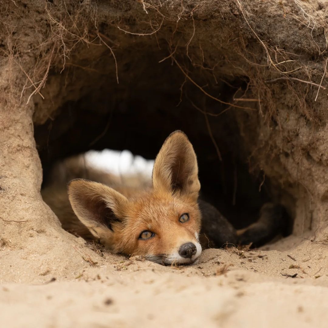 fox_lover_life's tweet photo. A little father and son time.
-
-
#fox #redfox #foxesofinstagram #arcticfox #foxred #wildfox #babyfox #vulpesvulpes #fennecfox #foxlife #foxlovers #cutefox #photofox #foxdrawing #vulpes #foxplay #foxlover #articfox #foxfurcoat #snowfox #foxs #foxes_club #clevyrthystle https://t.co/1DCCHVyqFF