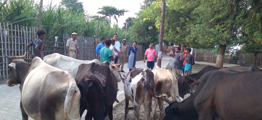 आज दिनांक 23.08.2022 को अस्थाई गोवंश आश्रय स्थल ढाका का निरीक्षण किया गया। अधिशासी अधिकारी नगर पा0परि0 पलिया तथा उप मुख्य पशु चिकित्सा अधिकारी पलिया  उपस्थित रहे गौशाला के निरीक्षण उपरांत आवश्यक व्यवस्थाएं सुनिश्चित करने हेतु संबंधित को निर्देशित किया गया। @DmKheri  <a href="/MBSIAS2011UP/">Mahendra Bahadur Singh IAS</a>