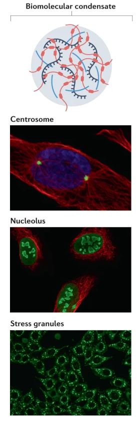 Biomolecular condensates could revolutionize #drugdiscovery for #neurodegeneration, #cancer, #cardiomyopathy, or viral infections.
Learn how portfolio company <a href="/dewpoint_tx/">Dewpoint Therapeutics</a> works to translate condensate biology into breakthrough medicines: spr.ly/6015ME3vc