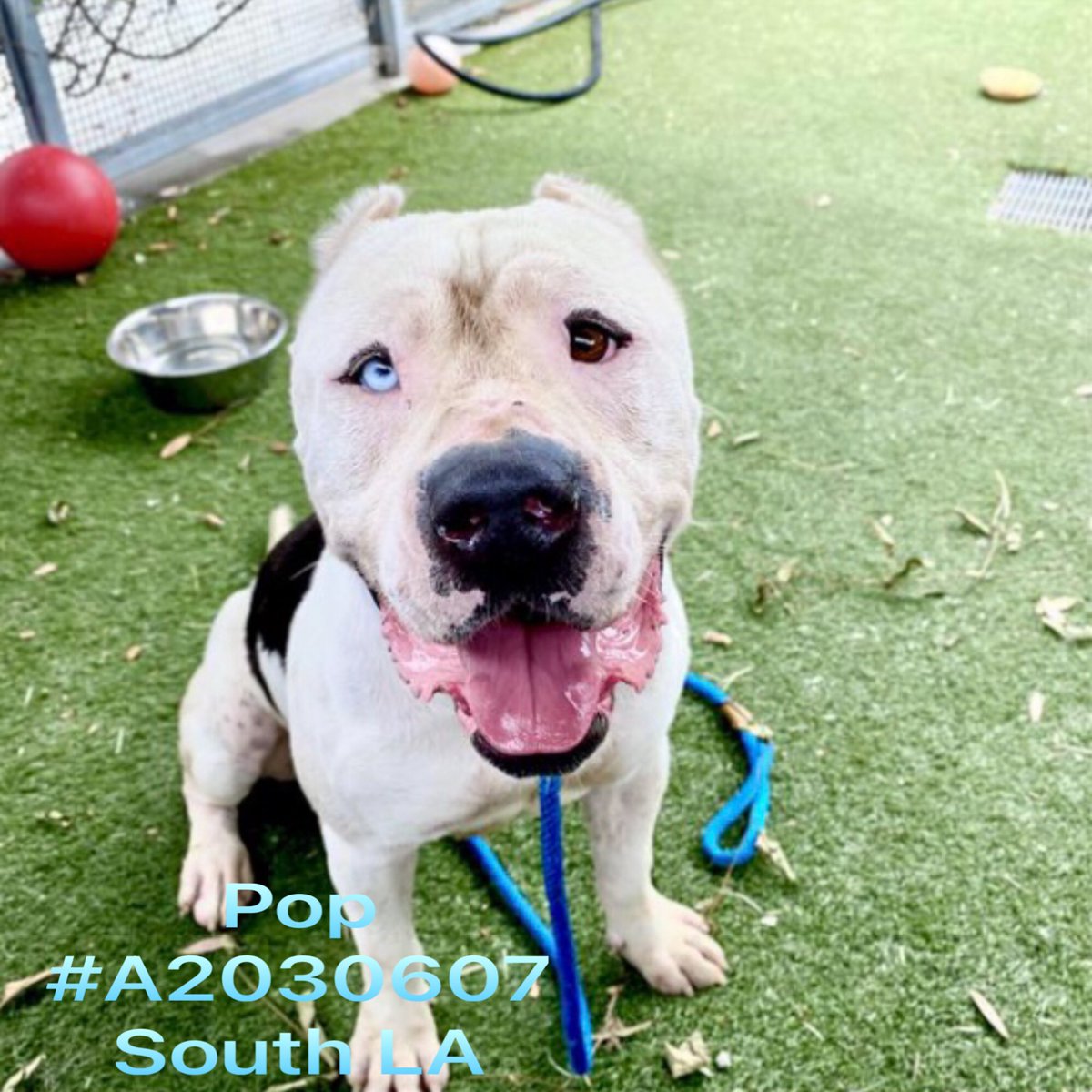 Iza_2021's tweet photo. 🆘Euthanasia🆘Shelter FULL
Pop 3yo #A2030607 at shelter since May! All type of sweet but overlooked😤get out from his kennel once a months if enough volunteers💔
Dm me 4 moreℹ️ #AdoptDontShop
South LA Shelter
1850 W.60th St.
LA,CA.90047
☎️(323) 565-2161
(888) 452-7381 https://t.co/QL2iUBrKtu