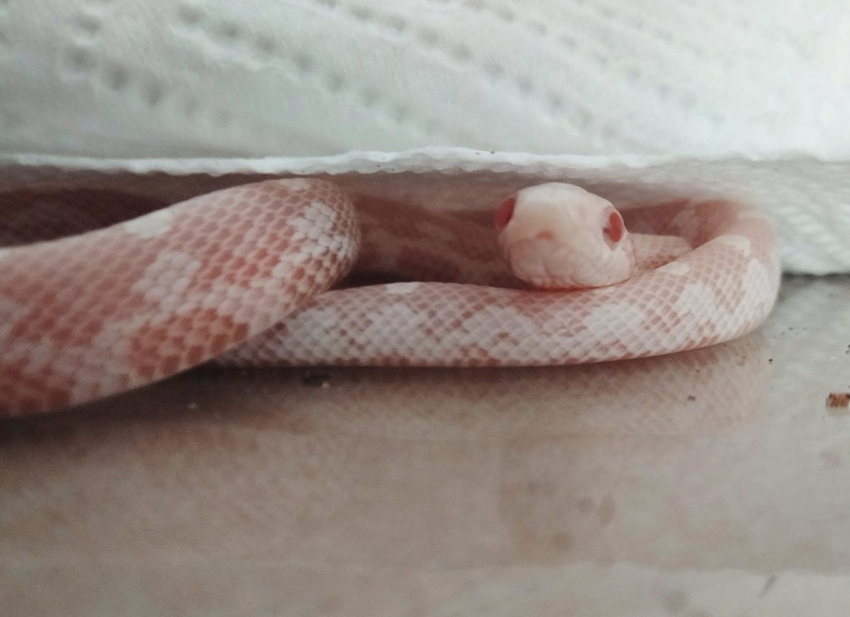 MochiSnek's tweet photo. after her everyday nap https://t.co/Q51MVe25s8