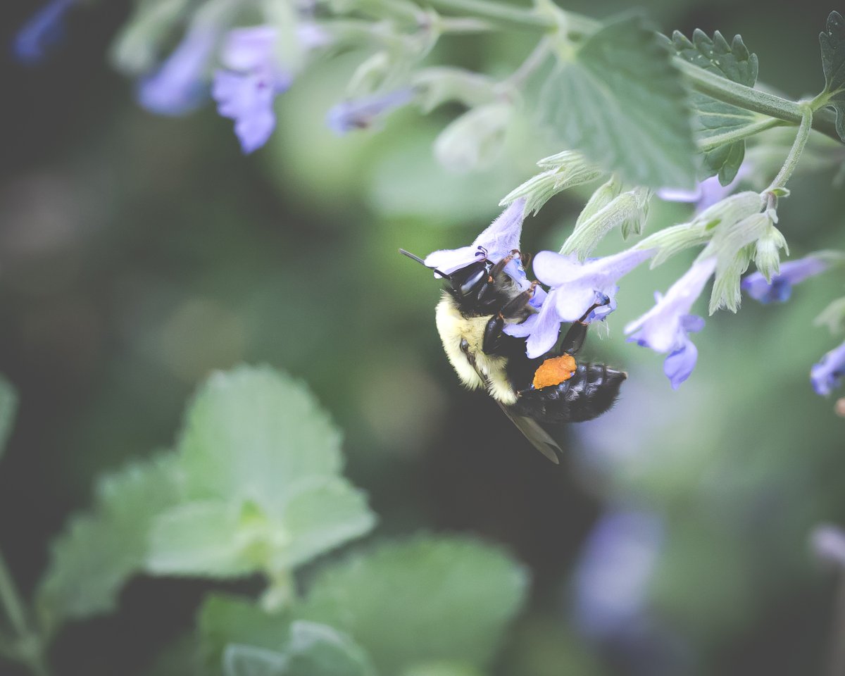 debloois_jason's tweet photo. Sometimes bees rub caviar on their legs and shove their faces into their drinks. Zee leetle bee had a rough day, apparently. Nature is weird and drunk.
#bumbelbee #naturephotography #drunkbees https://t.co/WMzEpkC7nC
