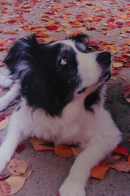 æãå®¶ã®ããããæšæ¥ææ¹äº¡ããªãã仿¥è¬åãæžãŸããŠããã14幎ãšãŠã楜ããã£ããããããšãã