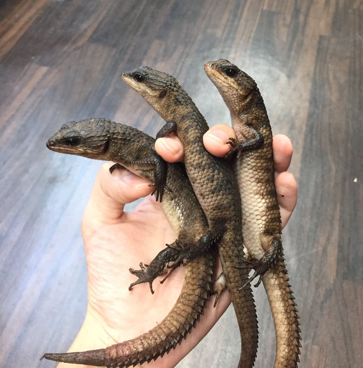 Tweets With Replies By 爬虫類ショップ マニレプ スタッフの呟き Manirepustaff Twitter