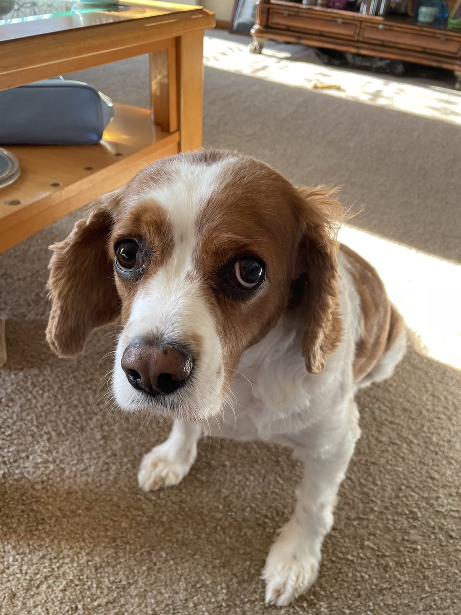He just looks sad this morning…#cavalierkingcharles #dogs #dogsoftwitter #DogsofTwittter