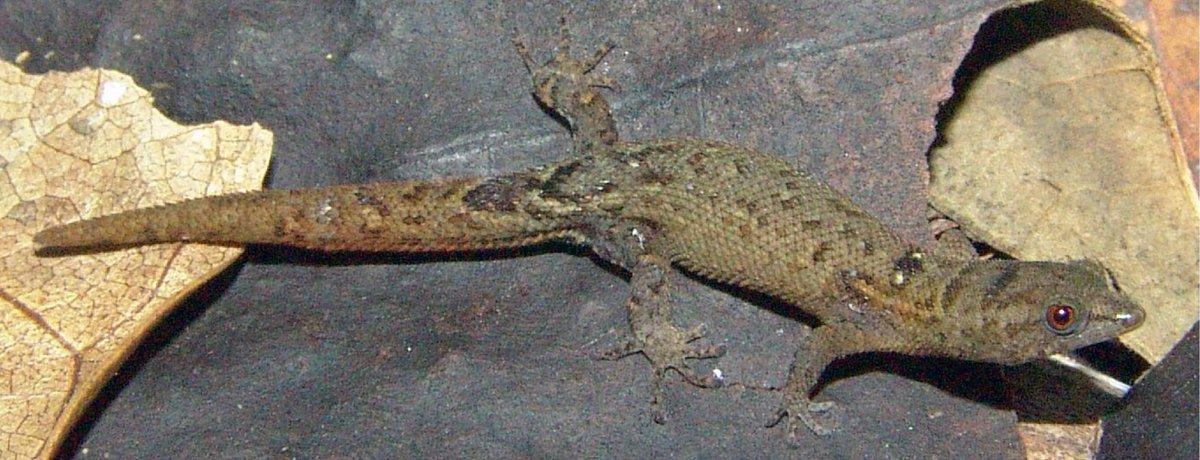 IchsAndHerps's tweet photo. It would make my day if a new species of Sphaerodactylus was described...oh wait, day made!!! Thank you @adiazla et al.

DOI link: DOI link: https://t.co/7A4F4VGKn9
50-day free access link: https://t.co/qJdn98L8qm https://t.co/TZWpntNFxh