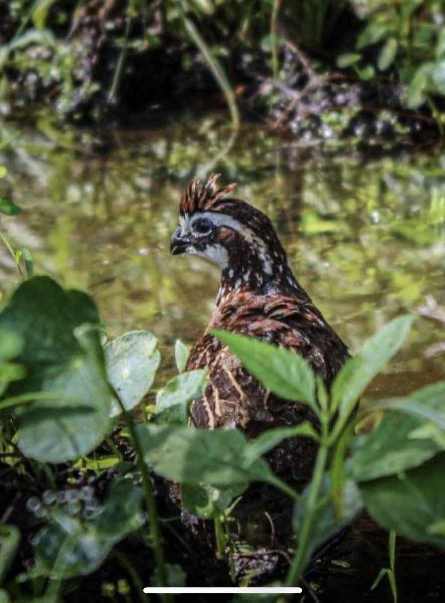 Book your quail hunt today with Enon Plantation! enonluxury.com #quail #hunting #alabama #outdoorlife