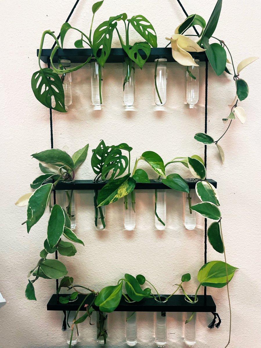 FLPlantEmporium's tweet photo. Yaassss! Absolutely 💚 this #propagation #station! Everyone needs one of these!🌱 #planttwitter #houseplants #PlantsInside https://t.co/HnIjOtQGpZ