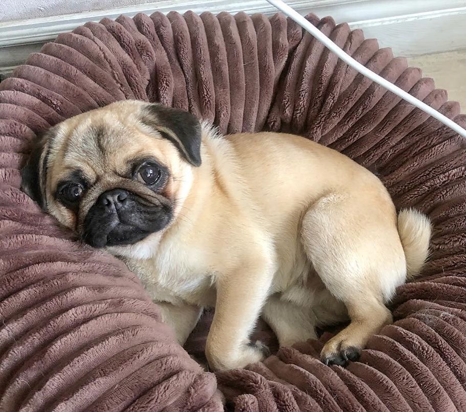 💎 Follow 👉<a href="/PUG_O_HOLIC/">PugMom</a>
#puglove #pugworld  #pugpuppy #pugsnotdrugs #puggy