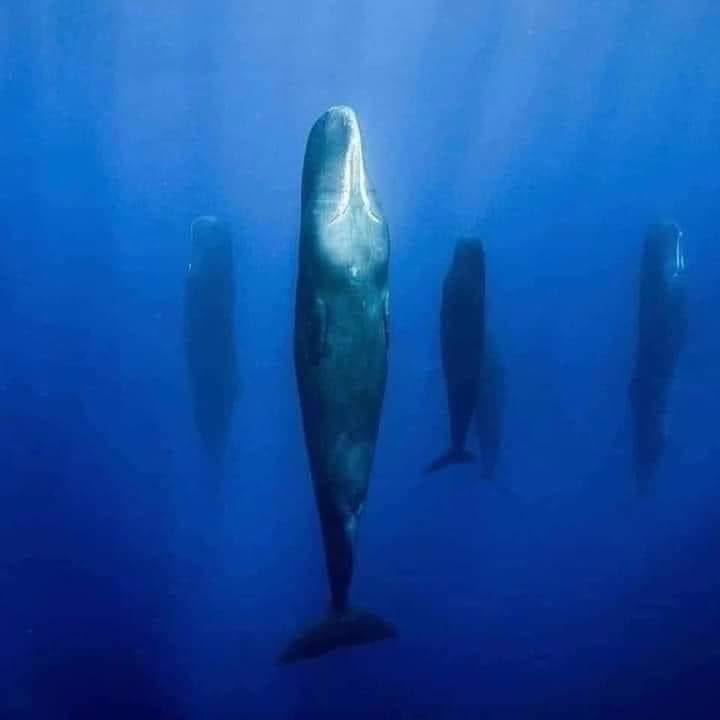 When sperm whales need a nap, they take a deep breath, dive down about 45 feet and arrange themselves into perfectly-level, vertical patterns. They sleep sound and still for up to two hours at a time between breaths, in pods of five or six whales, presumably for protection. 1/2