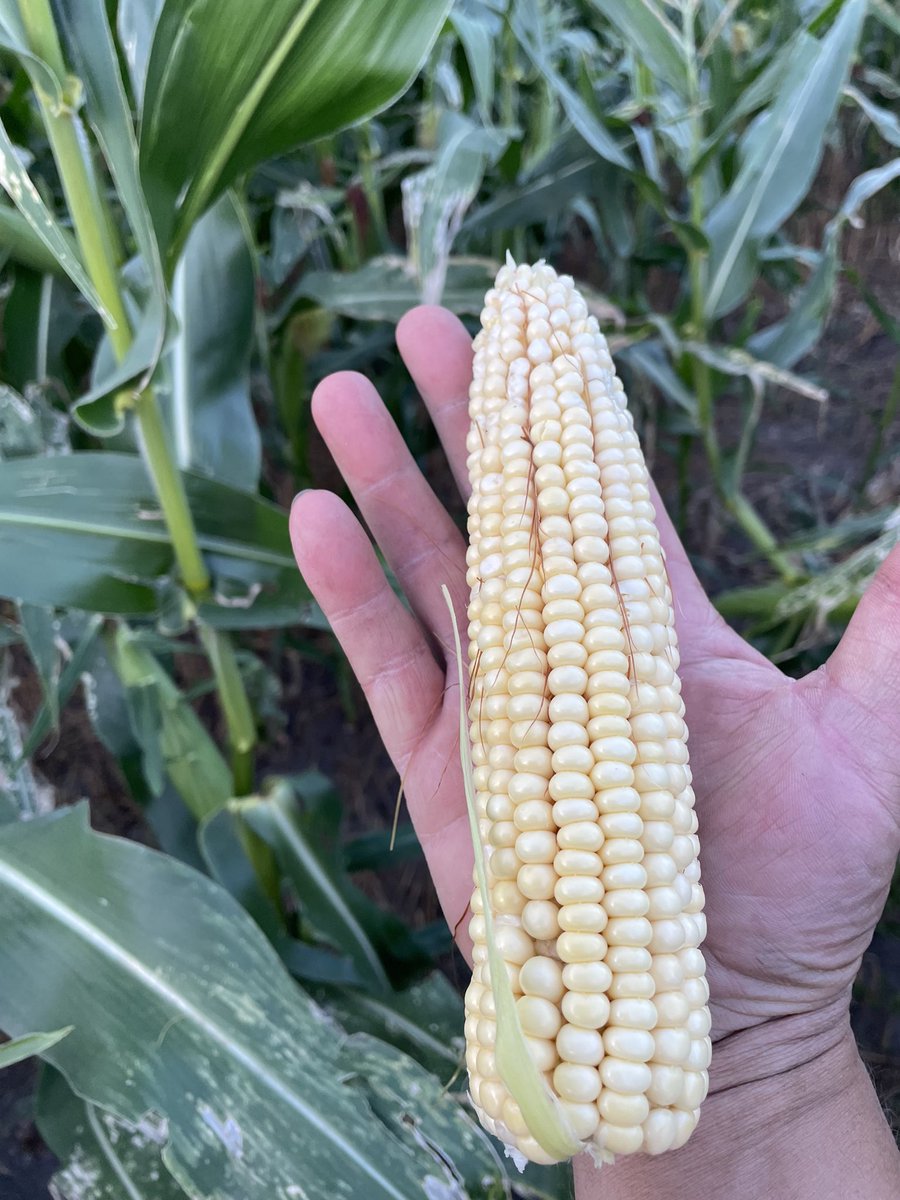 jl_seeds's tweet photo. Some @PioneerSeedsCA P7211AM #graincorn and very happy with what the we are seeing. 16 round, very solid and plump. On loam/sandier soil and the corn has excelled this year. Looking forward to harvest results. Thanks to @darbyhockey1979 for the update. 🌽🌽🌽👨🌾👩🌾 https://t.co/CCWj8XK63w