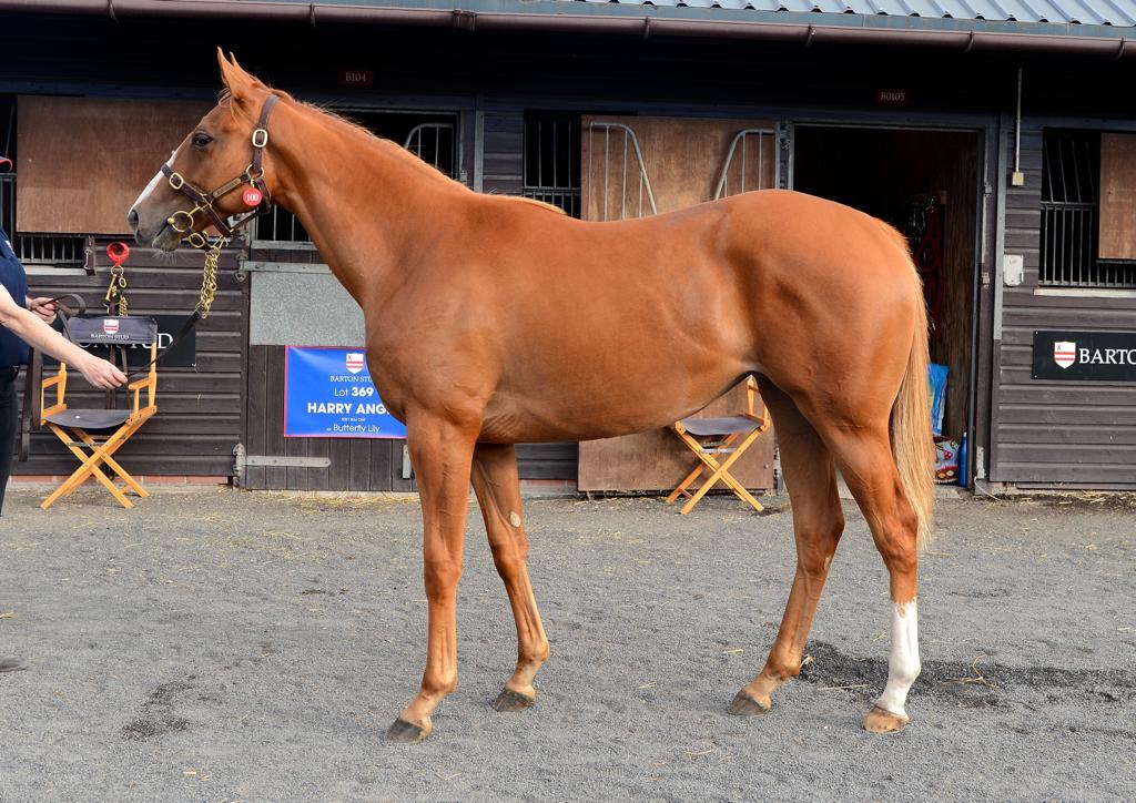 meg_nicholls97's tweet photo. Delighted to purchase this gorgeous daughter of leading first season sire, Havana Grey (@WhitsburyManor). She will be heading to @cbhills. #findingwinners @GoffsUK @BartonStud1 https://t.co/hQpJkJmOev