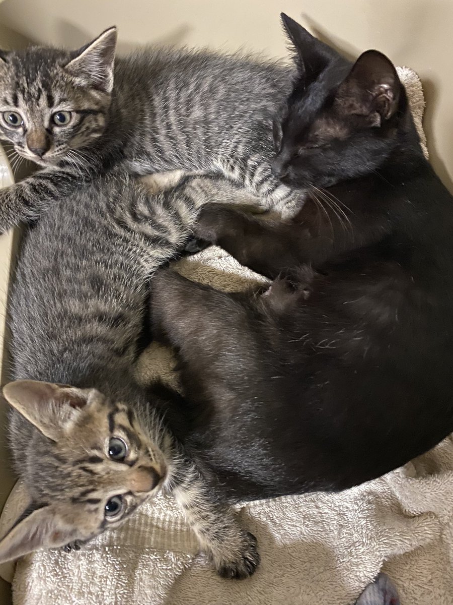 catmimi20220617's tweet photo. #猫 #mimi #tete #guku #CatsOfTwitter https://t.co/ek0mxDoQux