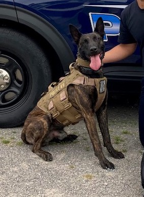 SPOTLIGHT: We are giving a shoutout to K9 Knox! He is a 2.5 year old Dutch Shephard &amp; partners w/Ptl. Suydam. Knox is a super sociable K9, but don't let that mislead you. When it's time to work, he knows his business. We are proud of you Knox! 
#mpd #community #K9Knox