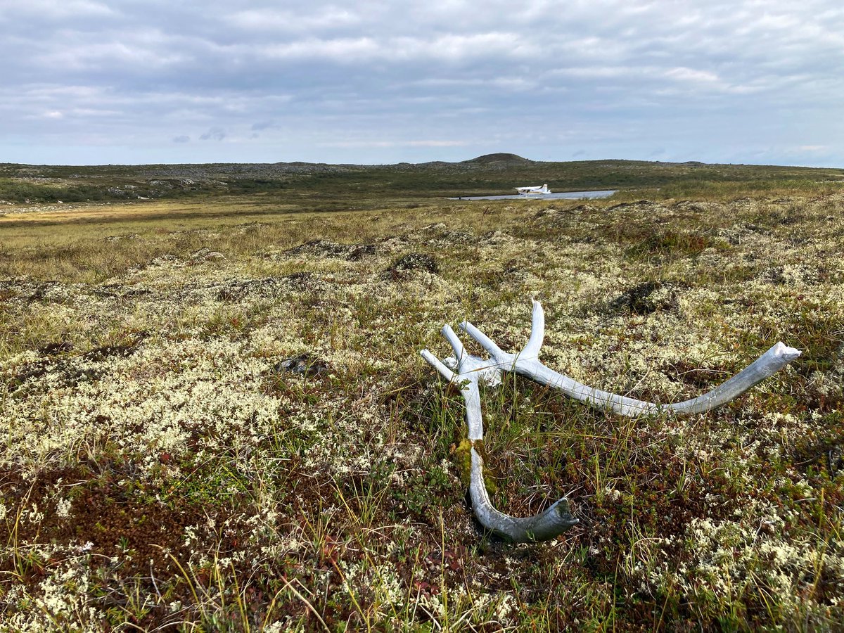 The habitats within Thaidene Nene Indigenous Protected Area are incredibly diverse. One day you’re knee deep in a dense bog that feels like NW Ontario, and the next you’re in the barrenlands tripping over caribou antlers with open vistas in all directions. #WILDlab