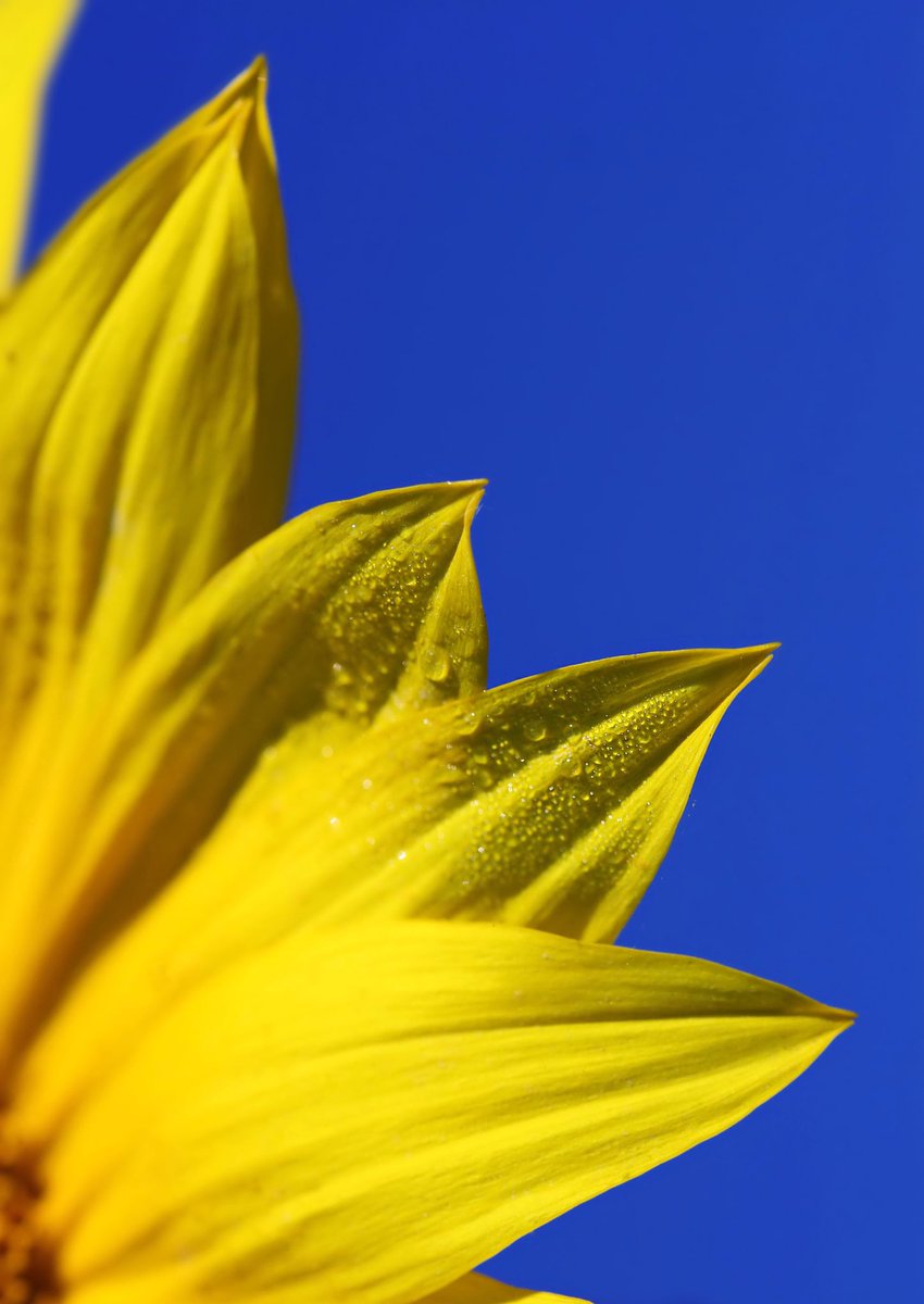 Today is the Day of National Flag of #Ukraine 🇺🇦 2 main colors 💙💛 #Україна #деньпрапора #український #SlavaUkraini #прапор #flag
#NationalFlag #UkraineWillWin #photooftheday #photographer  #SunflowersForUkraine #sunflower