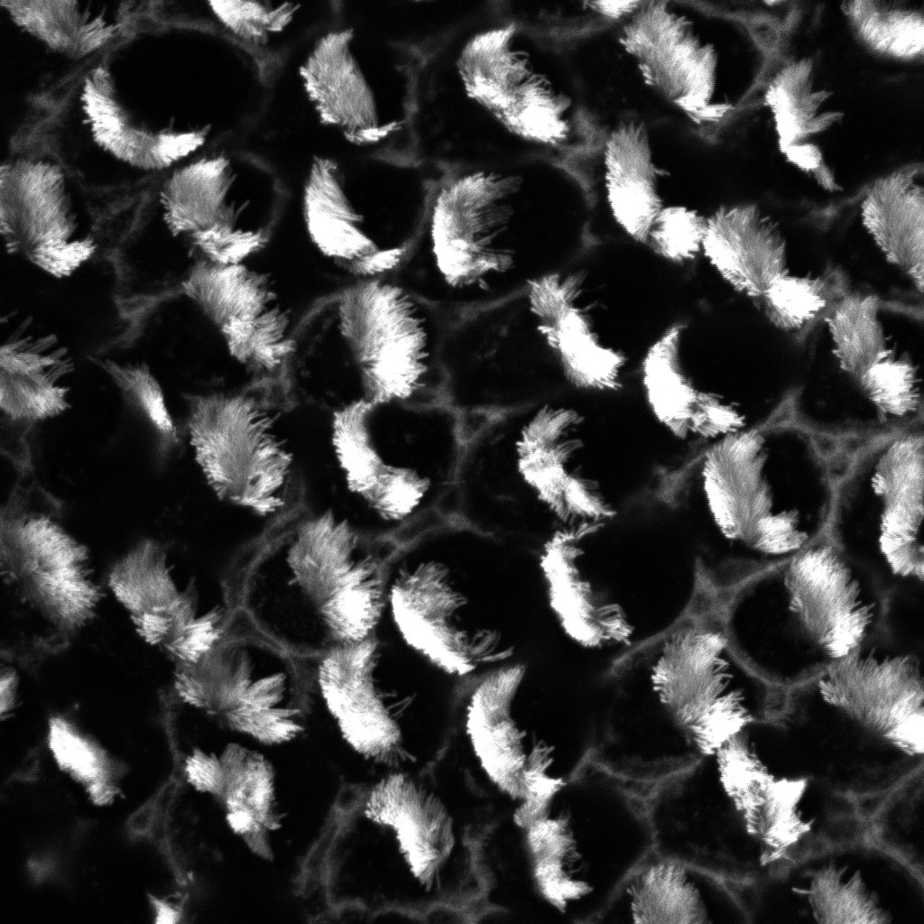 zfm31's tweet photo. Lab fun with the new 980.
Beautiful images of cochlear hair cells by Claire Scott!
@zeiss_micro @CCRB27 https://t.co/l1agZFBFi2