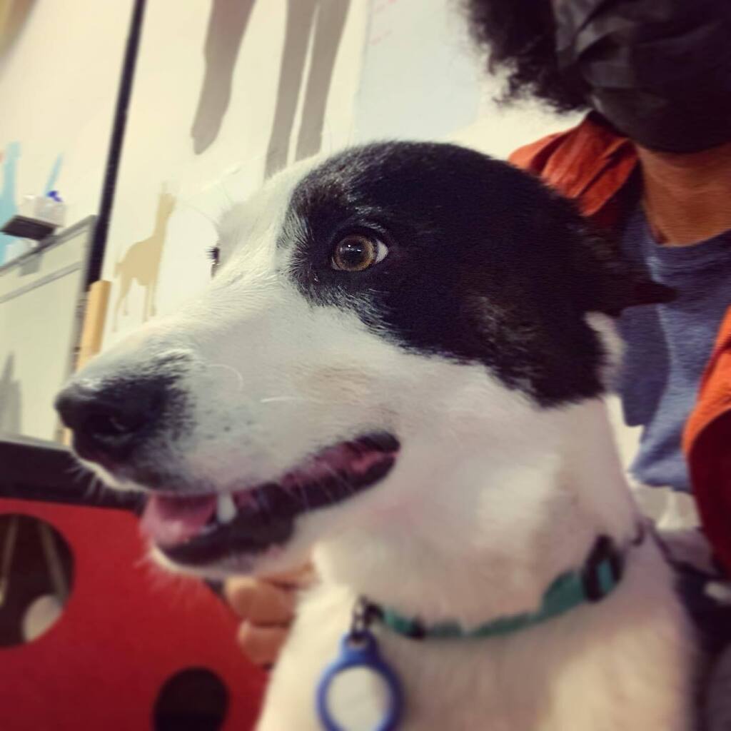 bocooreo's tweet photo. My second week of training at @___ruffhouse___ . Sitting is easy, focusing is the real lesson ๐งโโ๏ธ ๐ถ
@bocooreo #oreobw #bordercolliesofinstagram #bordercollie #dogsofinstagram #puppy #oreo #ottawadogs #training #puppytraining #ruffhouse #dogclass https://t.co/TOCQgRmneD https://t.co/YYaRAlFk2O