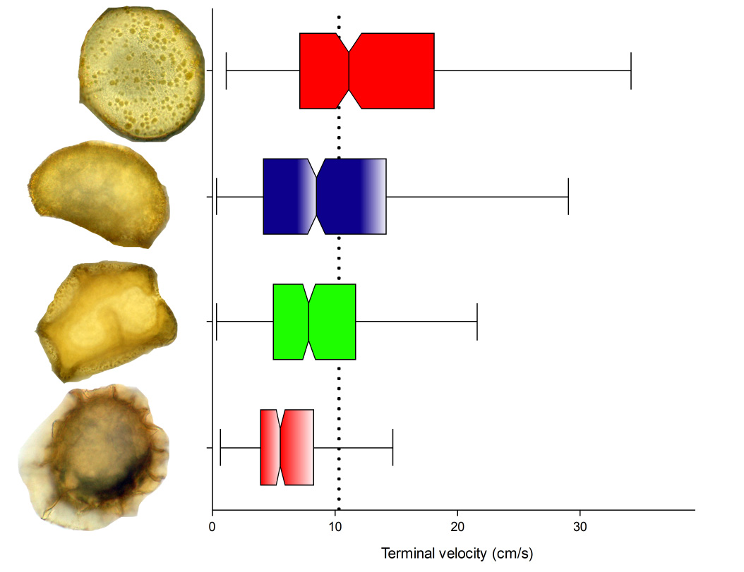 Terminal velocity of #fern &amp; lycopod #spores is affected more by mass &amp; ornamentation than by size (new #AJB research by <a href="/tindalotsiri/">Felipe G Ngz</a>, César Domínguez-Ugalde, <a href="/cat_ladyfern/">Catalina F</a>, Luis Manuel León-Rossano, Blanca Pérez García et al) bsapubs.onlinelibrary.wiley.com/doi/10.1002/aj… #botany @wileyplantsci