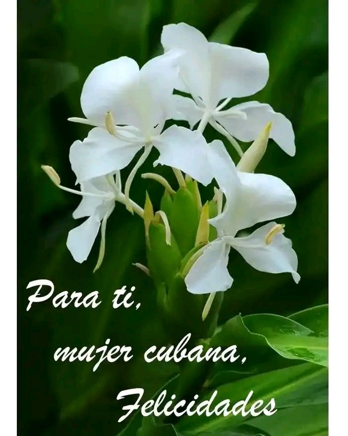 DrRobertoMOjeda's tweet photo. En el 62 aniversario de la @FMC_Cuba nuestra felicitación a todas las federadas, protagonistas en cada obra de la Patria. #Cuba #MujeresEnRevolucion @DiazCanelB https://t.co/67DrOd9jTp