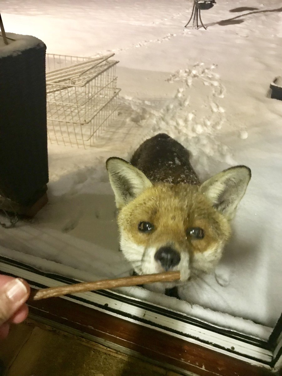 Mollym00z's tweet photo. @loosewomen especially for Denise… #fox #stopkillingwildlife #cruelty #innocentanimals https://t.co/Q7O86a2AHI
